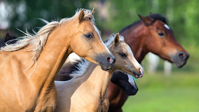 Criação de Cavalos