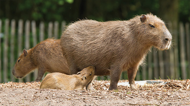 Animais Silvestres