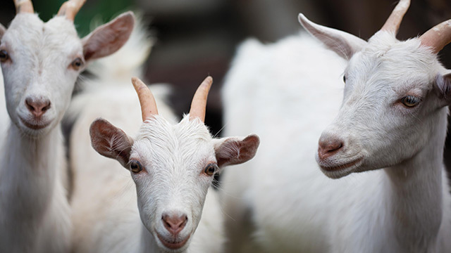 Criação de Cabras