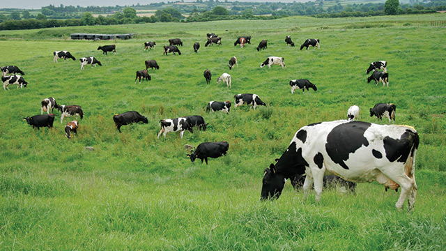 pastagens-e-alimentacao-animal